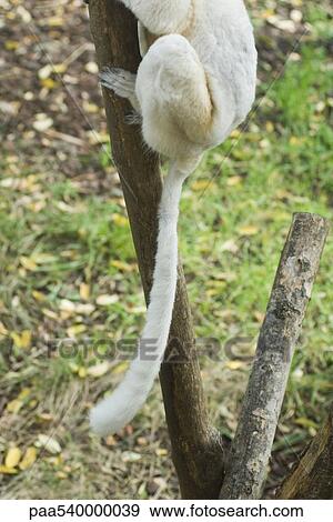 Lemur in tree, low section View Large Photo Image Stock Photo - Lemur in tree, low section. Fotosearch