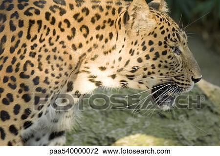 Stock Image - Leopard (Panthera pardus). Fotosearch