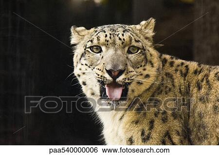 Stock Photograph - Leopard (Panthera pardus). Fotosearch