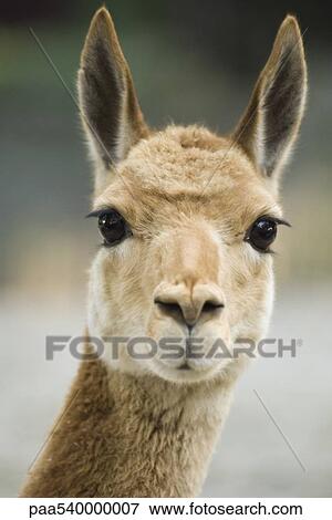 Llama (Lama glama) View Large Photo Image Stock Photo - Llama (Lama glama). Fotosearch