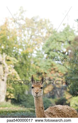 Llama (Lama glama) View Large Photo Image Stock Photo - Llama (Lama glama). Fotosearch