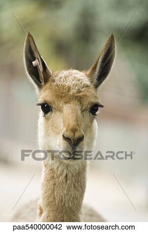 Stock Image - Llama. Fotosearch