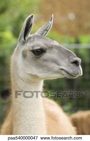 Stock Photo - Llama. Fotosearch