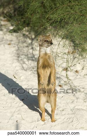 Meerkat (Suricata suricatta) View Large Photo Image Stock Image - Meerkat (Suricata suricatta). Fotosearch