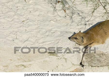 Meerkat (Suricata suricatta) View Large Photo Image Stock Image - Meerkat (Suricata suricatta). Fotosearch