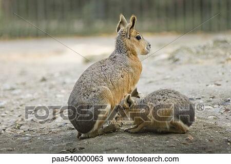 Mother Patagonian Mara, (Dolichotis patagonum) with cub View Large Photo Image Stock Image - Mother Patagonian Mara, (Dolichotis patagonum) with cub. Fotosearch
