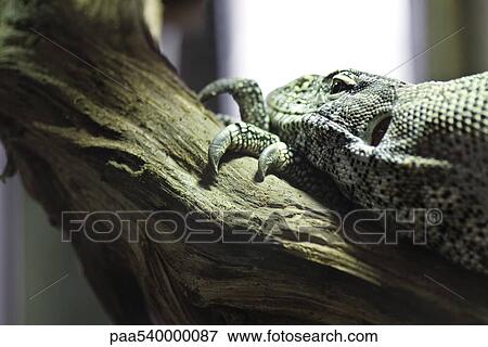 Nile Monitor (Varanus niloticus) resting on branch View Large Photo Image Stock Photo - Nile Monitor (Varanus niloticus) resting on branch. Fotosearch