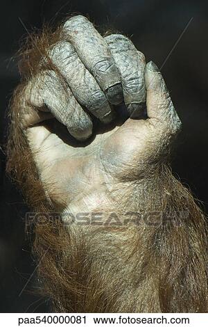 Stock Image - Orangutan (Pongo pygmaeus), clenched fist. Fotosearch