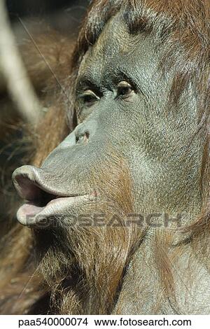 Orangutan (Pongo pygmaeus), pursing lips View Large Photo Image Picture - Orangutan (Pongo pygmaeus), pursing lips. Fotosearch