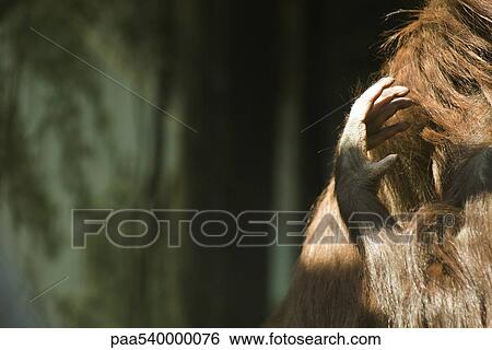 Orangutan (Pongo pygmaeus), scratching View Large Photo Image Stock Photograph - Orangutan (Pongo pygmaeus), scratching. Fotosearch