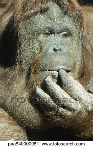 Orangutan (Pongo pygmaeus) View Large Photo Image Stock Image - Orangutan (Pongo pygmaeus). Fotosearch