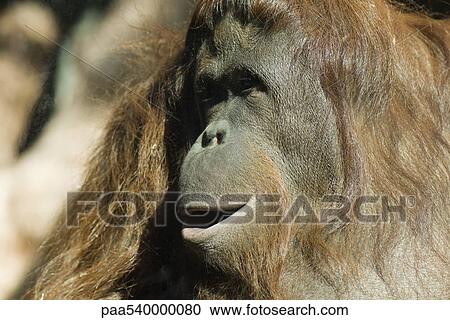 Orangutan (Pongo pygmaeus) View Large Photo Image Stock Image - Orangutan (Pongo pygmaeus). Fotosearch