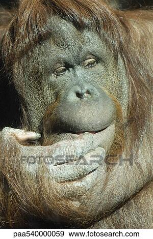 Orangutan (Pongo pygmaeus) View Large Photo Image Stock Photo - Orangutan (Pongo pygmaeus). Fotosearch