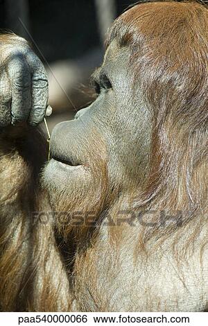 Orangutan (Pongo pygmaeus) View Large Photo Image Stock Photograph - Orangutan (Pongo pygmaeus). Fotosearch