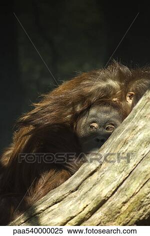 Orangutan (Pongo pygmaeus) View Large Photo Image Stock Photography - Orangutan (Pongo pygmaeus). Fotosearch