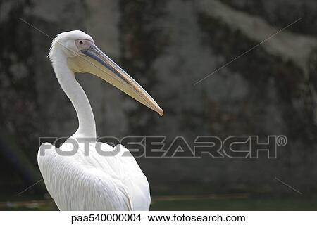 Pelican (Pelecanus) View Large Photo Image Picture - Pelican (Pelecanus). Fotosearch
