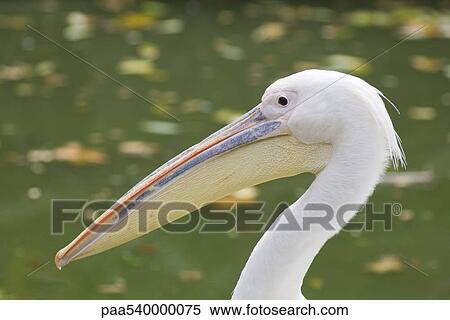 Pelican (Pelecanus) View Large Photo Image Stock Photography - Pelican (Pelecanus). Fotosearch
