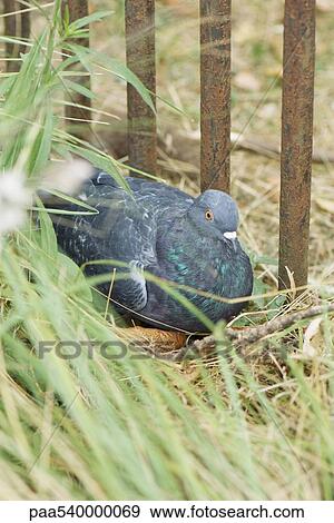 Pigeon lying down in tall grass View Large Photo Image Stock Photo - Pigeon lying down in tall grass. Fotosearch