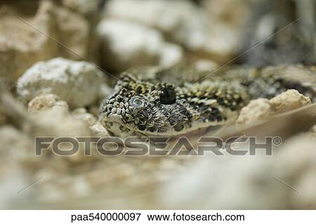 Puff adder (Bitis arietans) View Large Photo Image Stock Photo - Puff adder (Bitis arietans). Fotosearch