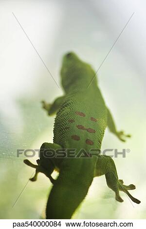 Spotted green lizard, cropped View Large Photo Image Picture - Spotted green lizard, cropped. Fotosearch