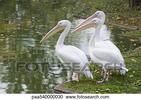 Three pelicans View Large Photo Image Stock Image - Three pelicans. Fotosearch