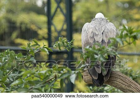 Vulture perched on branch, rear view View Large Photo Image Stock Photo - Vulture perched on branch, rear view. Fotosearch