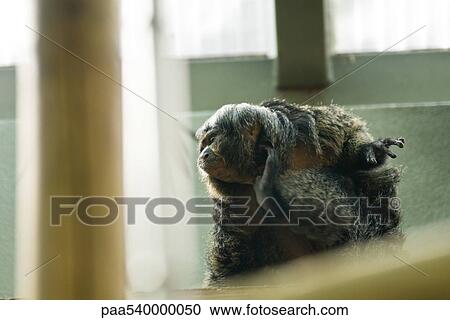 White-faced Saki (Pithecia pithecia) View Large Photo Image Stock Image - White-faced Saki (Pithecia pithecia). Fotosearch