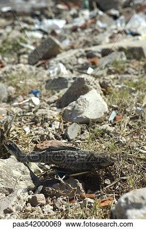 Dead fish and debris on ground View Large Photo Image Stock Photo - Dead fish and debris on ground. Fotosearch