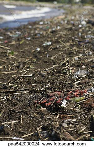 Polluted shore, close-up View Large Photo Image Picture - Polluted shore, close-up. Fotosearch