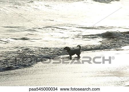 Dog wading at beach View Large Photo Image Picture - Dog wading at beach. Fotosearch