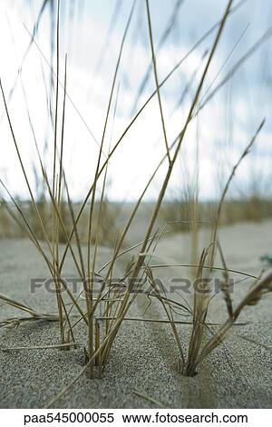 Dune grass, close-up View Large Photo Image Stock Photography - Dune grass, close-up. Fotosearch