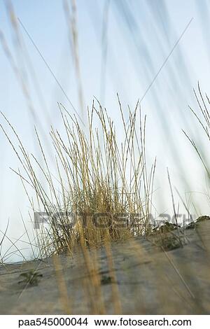 Dune grass View Large Photo Image Picture - Dune grass. Fotosearch