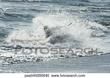 Stock Image - Kite surfer being knocked over by wave. Fotosearch