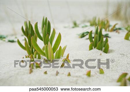 Succulent plants growing in sand View Large Photo Image Stock Image - Succulent plants growing in sand. Fotosearch