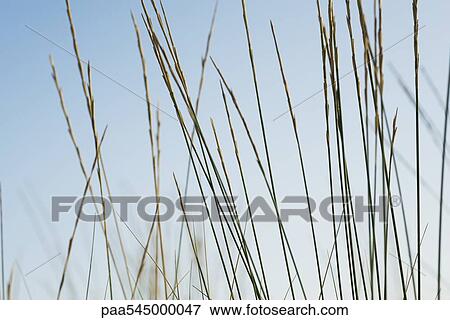 Tall grass, close-up View Large Photo Image Stock Photo - Tall grass, close-up. Fotosearch