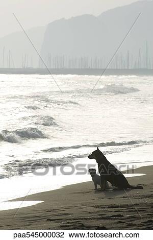 Two dogs sitting on beach View Large Photo Image Stock Image - Two dogs sitting on beach. Fotosearch