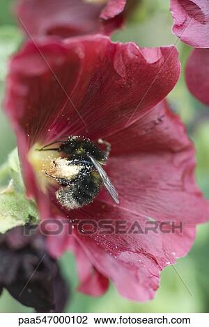 Stock Image - Bee gathering pollen on flower. Fotosearch