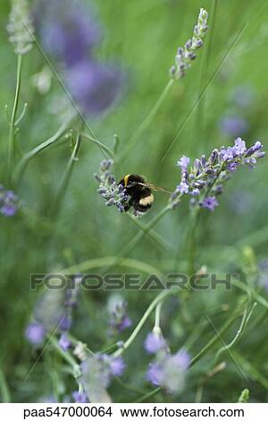 Bee gathering pollen on lavender flowers View Large Photo Image Picture - Bee gathering pollen on lavender flowers. Fotosearch