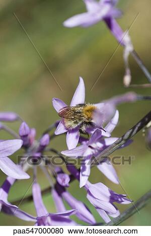 Bee gathering pollen on purple flowers View Large Photo Image Stock Image - Bee gathering pollen on purple flowers. Fotosearch