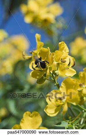 Bee gathering pollen on yellow flowers View Large Photo Image Stock Image - Bee gathering pollen on yellow flowers. Fotosearch