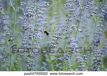Stock Image - Bee in field of lavender. Fotosearch
