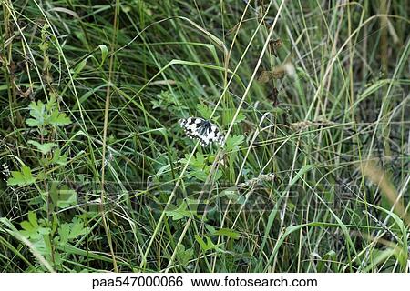 Black and white butterfly in tall grass View Large Photo Image Stock Photograph - Black and white butterfly in tall grass. Fotosearch