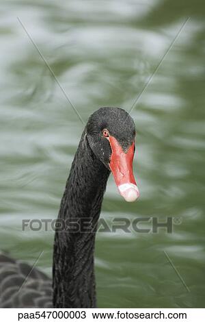 "Black swan in pond, close-up" View Large Photo Image Stock Image - "Black swan in pond, close-up". Fotosearch