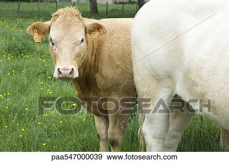 "Brown cow in pasture with white cow, looking at camera" View Large Photo Image Stock Photo - "Brown cow in pasture with white cow, looking at camera". Fotosearch