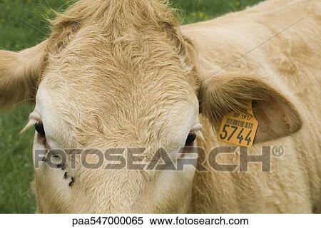 "Brown cow with ear tag, close-up" View Large Photo Image Stock Photography - "Brown cow with ear tag, close-up". Fotosearch