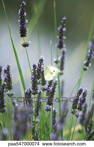 Picture - Butterfly on lavender flowers. Fotosearch