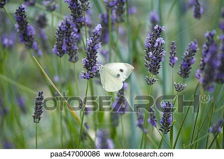 Butterfly on lavender flowers View Large Photo Image Stock Photograph - Butterfly on lavender flowers. Fotosearch