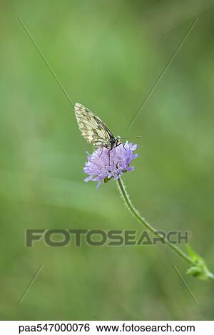 Stock Photograph - Butterfly on scabiosa flower. Fotosearch