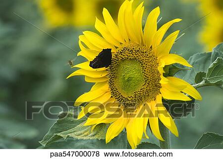 Stock Photo - "Butterfly on sunflower, bee flying nearby". Fotosearch