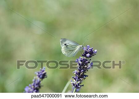 Butterfly resting on lavender View Large Photo Image Stock Image - Butterfly resting on lavender. Fotosearch